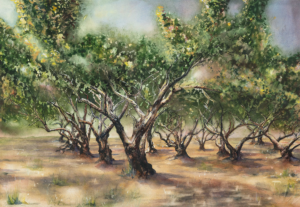 Olive Trees in the Garden of Gethsemane, Jerusalem by Jillian Hagel