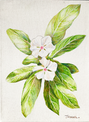 Madagascar Periwinkle. 12”x9” Acrylic on canvas.