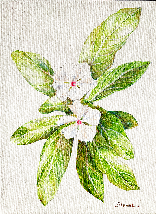 Madagascar Periwinkle. 12”x9” Acrylic on canvas.