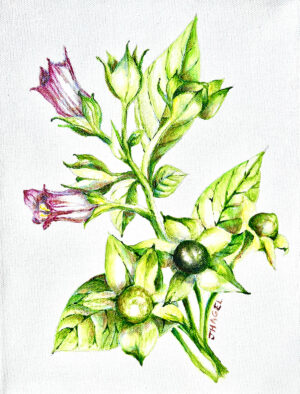 Deadly Nightshade by Jillian Hagel