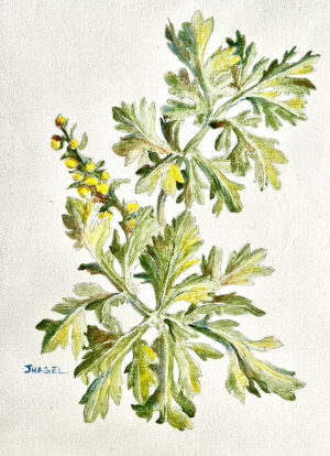 Common Wormwood by Jillian Hagel