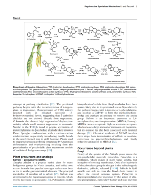 Scientific Illustrations