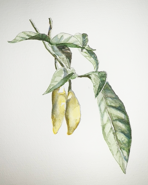Iboga Watercolour