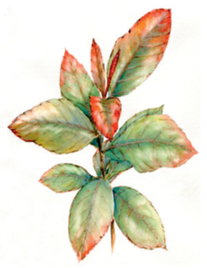 Watercolour Sketch of Khat
