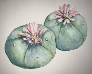 Peyote buttons watercolour sketch