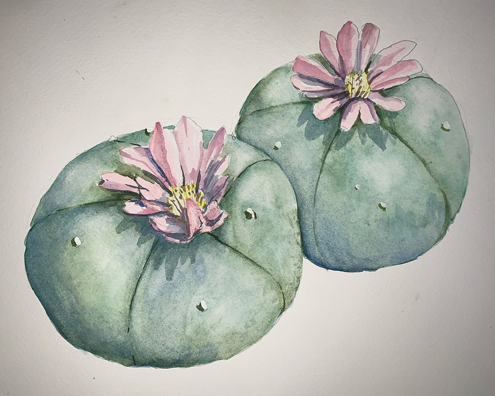 Peyote buttons watercolour sketch